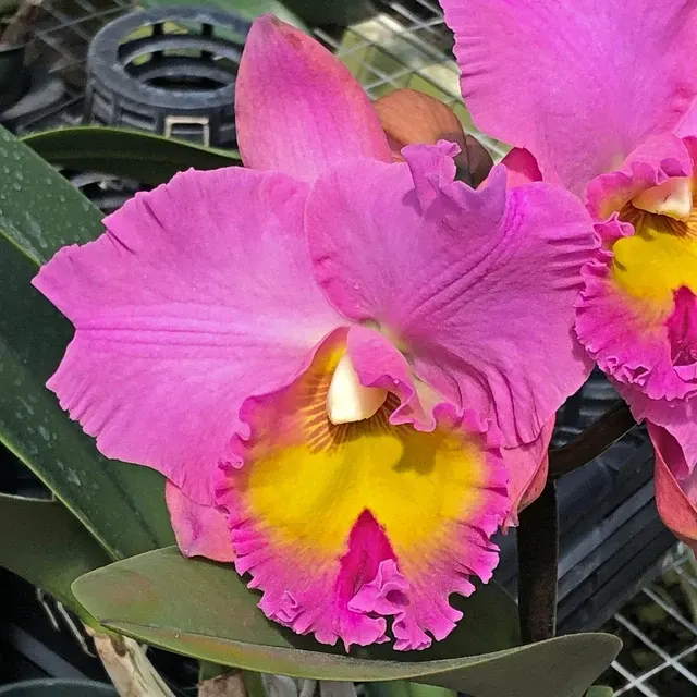 Rhyncholaeliocattleya Joyful Love - Buds 'Volcano Queen' (Rhyncholaeliocattleya)