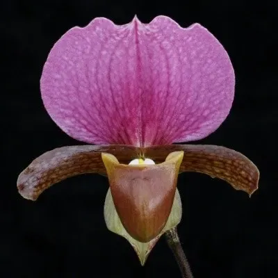 Paphiopedilium charlesworthii (Paphiopedilum)
