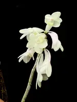 Dendrobium Tropic Pastel