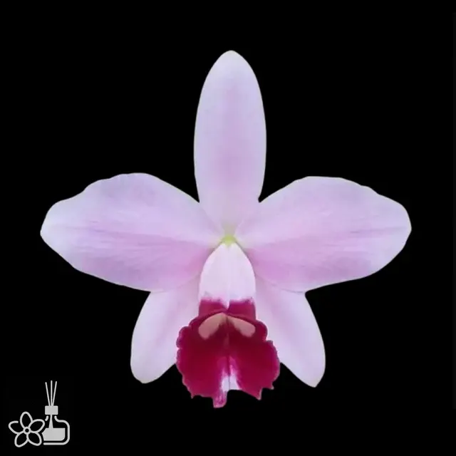 Laelia pumila vinicolor x sib