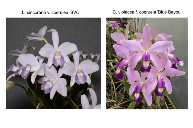 Laeliocattleya Trudy Marsh