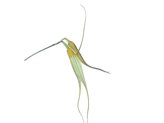 Masdevallia vieirana (Masdevallia)