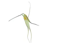 Masdevallia vieirana