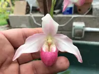 Phragmipedium Hanne Dale (Hanne Popow (schlimi x besseae forma flavum) x Cardinale ‘Wilcox’)