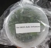 FLASK Bulbophyllum tortuosum