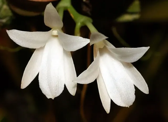 Aerangis fatuosa x sib