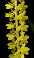 Dendrochilum filiforme
