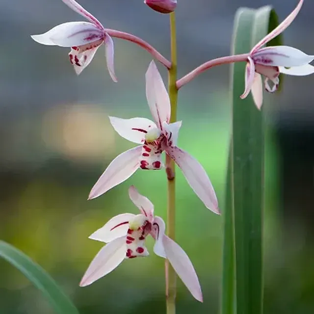 Cymbidium ensifolium 'Gui-Fu-Ren' (Cymbidium)