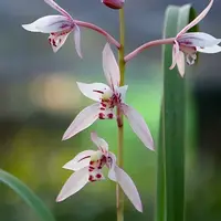 [Bare-root][Import AS-IS] #CC# Cym. ensifolium 'Gui-Fu-Ren' 建蘭貴夫人 [BS/3GRS][Sept Preorder 26]