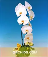 Phalaenopsis Taisuco Snowflake 'B96047 AM/AOS , CCM/AOS,'