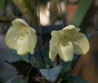 Paphiopedilum concolor
