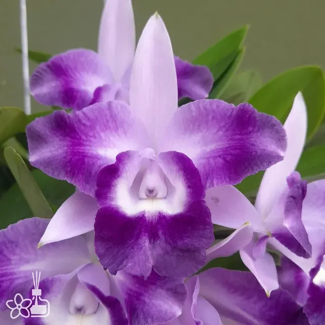 Cattleya Cariad's Mini-Quinee