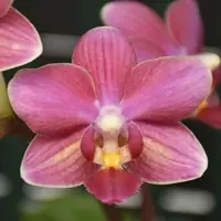 Phalaenopsis Chi Yueh Little Red Riding Hood 2.5" Fragrant
