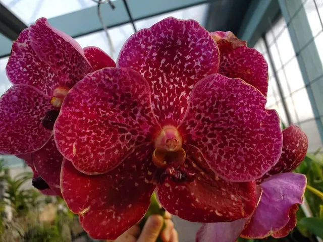 Vanda Fuchs Fortune 'Pak Chong Blue'