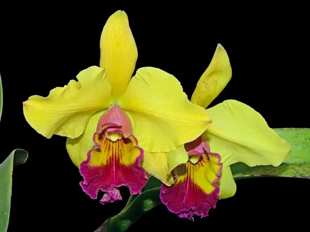 Brassolaeliocattleya Amuala Brazil X Blc. Lawless Romeo Delight