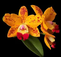 Rlc. DENDI'S GEM 'Diamond Orchids' HCC/AOS (SunCoast Sunspots x Jungle Gem)