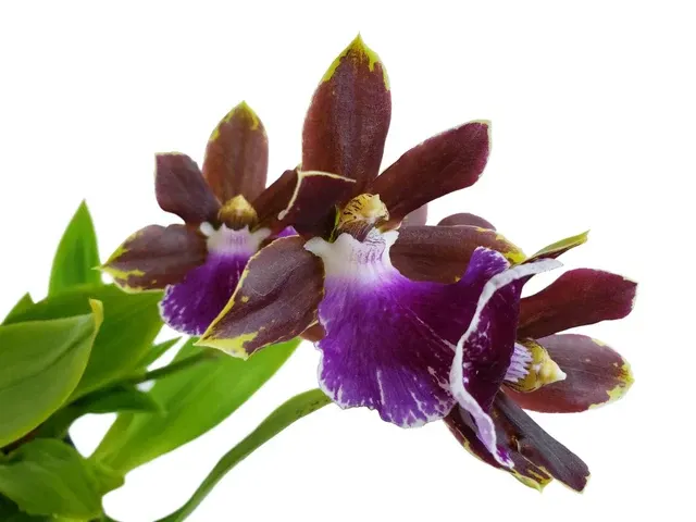 Zygopetalum Zr10 Redvale 'Pretty Ann' (Zygopetalum)