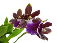 Zygopetalum Zr10 Redvale 'Pretty Ann'