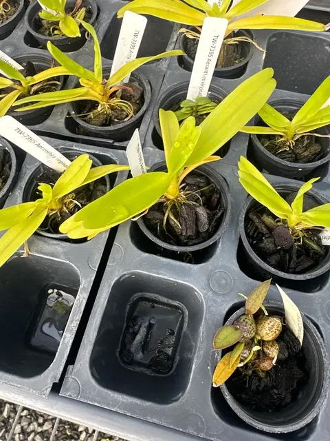 Aeranthes virginalis (Aeranthes)