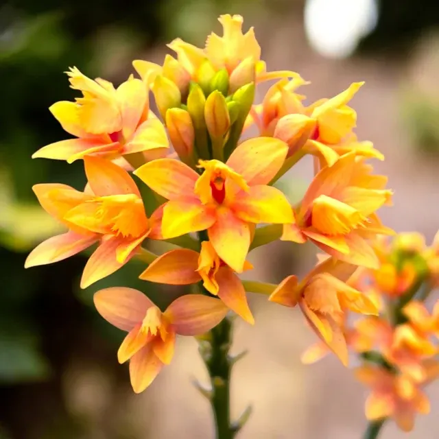Epidendrum radicans 'Apricot Glow'