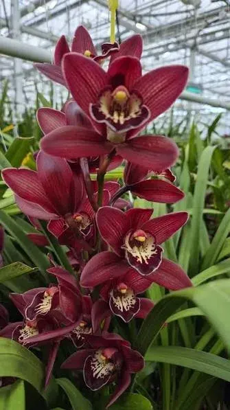 Cymbidium Red Beauty 'Roy' (Cymbidium)