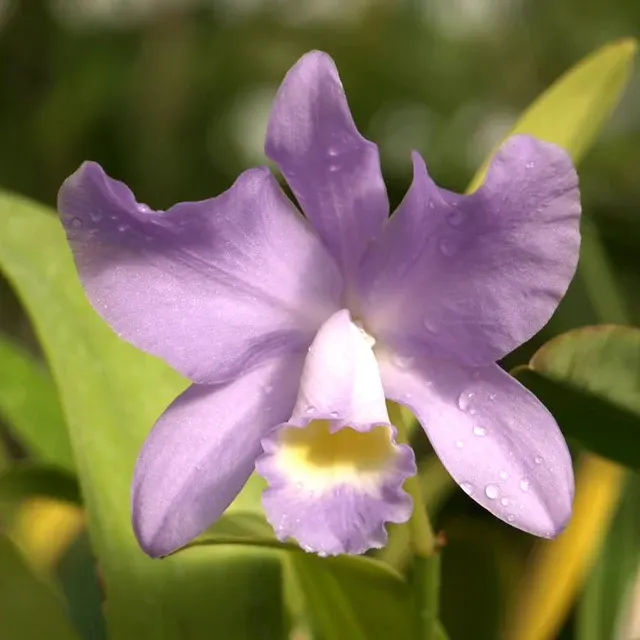 Cattleya Haleahi Serenity