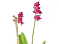 Platystele ornata