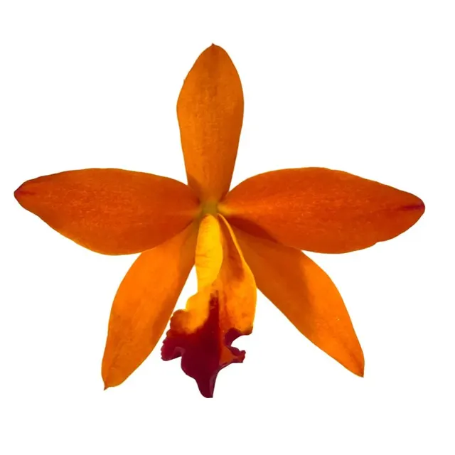 Cattlianthe Tan Khim Ser (Cattlianthe)