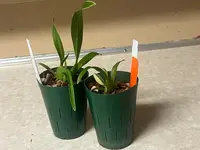 Miltassia Shelob 'Okika'