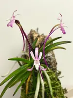 Vanda falcata Raizan | pink flowers | SapphireChild Orchids