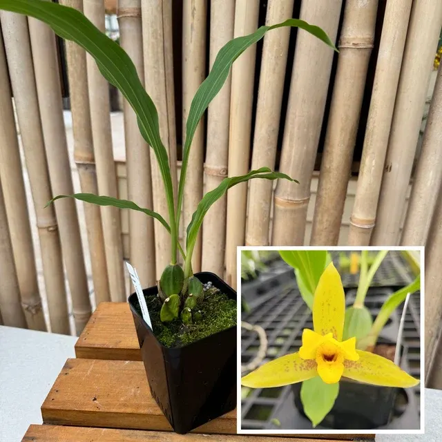 Lycaste powellii x cruenta (Lycaste)