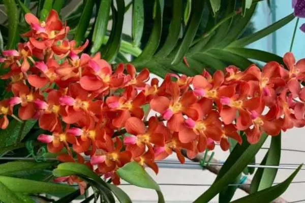 Rhynchoides Bangkok Sunset X Renanthera Storiei
