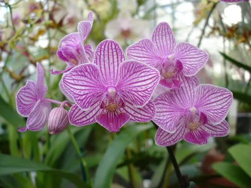 Doritaenopsis SOGO FAIRYLAND