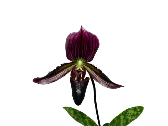 Paphiopedilum Cesar Maaz (Paphiopedilum)