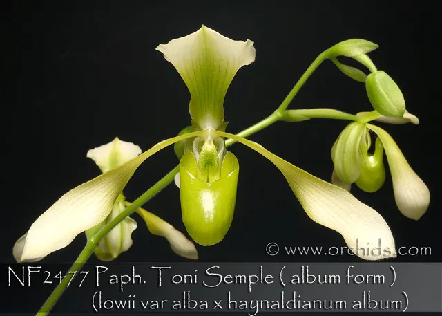 Paphiopedilum Toni Semple 'Note: Husky Plant' (Paphiopedilum)
