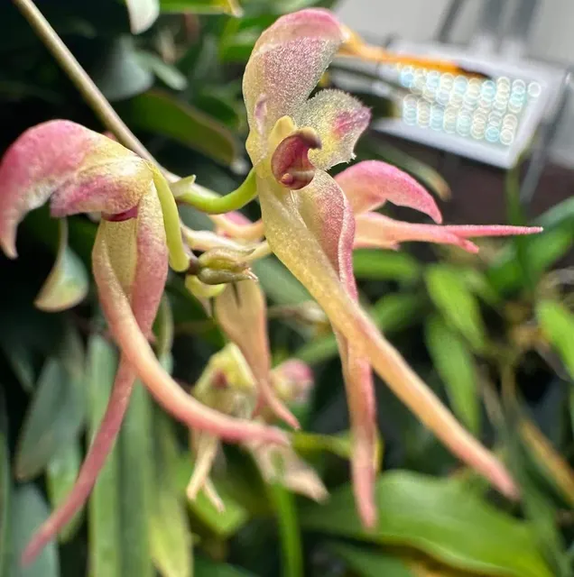 Bulbophyllum levinei
