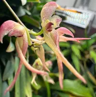 Bulbophyllum levinei (syn. scabratum)