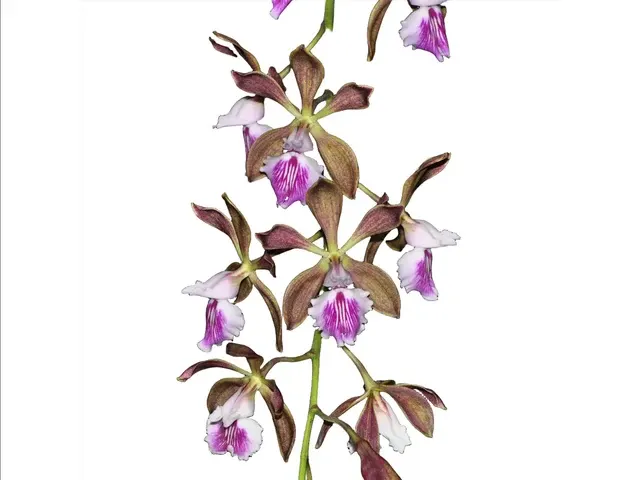 Encyclia phoenicea (Encyclia)
