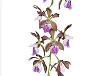 Encyclia phoenicea