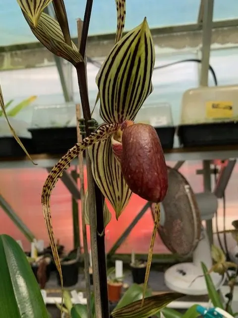 Paphiopedilum David Ott #2 (Paphiopedilum)