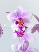 Phal. Rainbow Chip × schilleriana 'Star' — Blooming Size