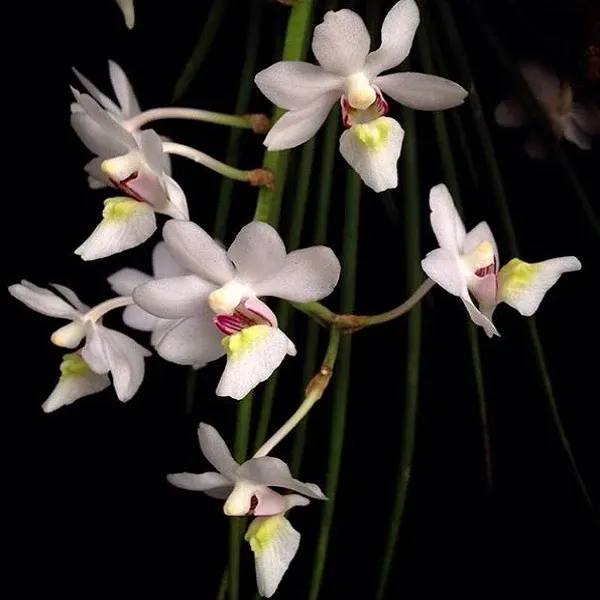 Holcoglossum ruprestre sp (Holcoglossum)