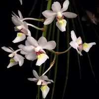 Holcoglossum ruprestre sp.