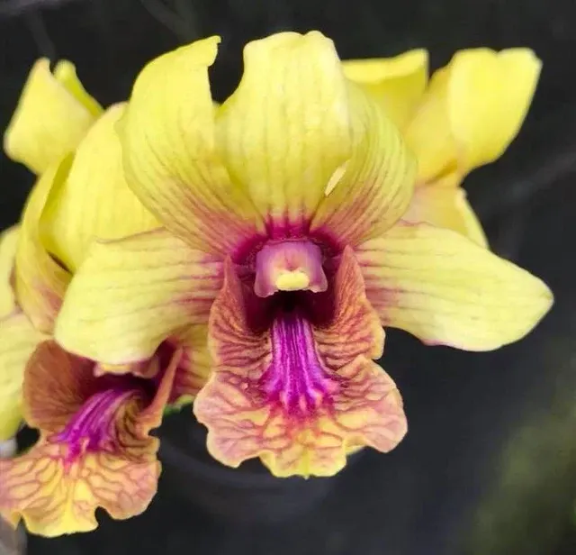 Dendrobium Thongchai Gold x Burana White (Dendrobium)