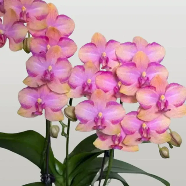 Phalaenopsis Taisuco Jasper (Phalaenopsis)