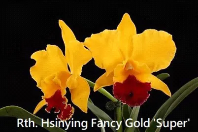 Rhyncattleanthe Hsinying Fancy Gold 'Super' (Rhyncattleanthe)