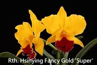 Rth. Hsinying Fancy Gold 'Super' SM/TOGA (Rlc. Tainan Gold 'Canary' x Rth. Golden Love) (M410) (Hybrid) Rth.=Rhyncattleanthe / Rlc.=Rhyncholaeliocattleya