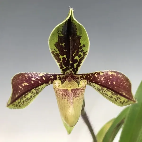 Paphiopedilum villosum var (Paphiopedilum)