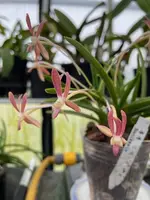 Neofinetia falcata ‘Benikaede’ – The colour changing Neofinetia