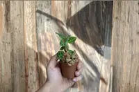 Macodes Petola Lightning Jewel Orchid Live Plant Rare Ludisia Houseplant Starter Plant Blooming Orchid Gift